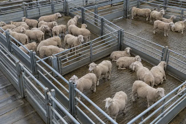 Sheep in steel holding pens, seen from above